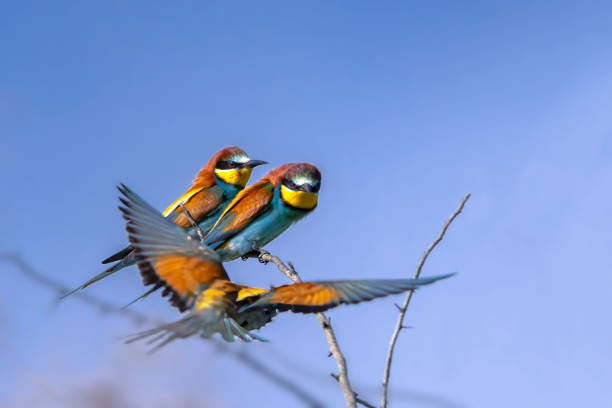 European bee-eater (Merops apiaster) in natural habitat