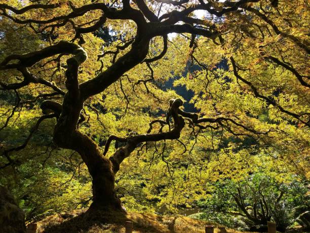 istock Lush tree with sun-dappled branches and vibrant green leaves 1587292474