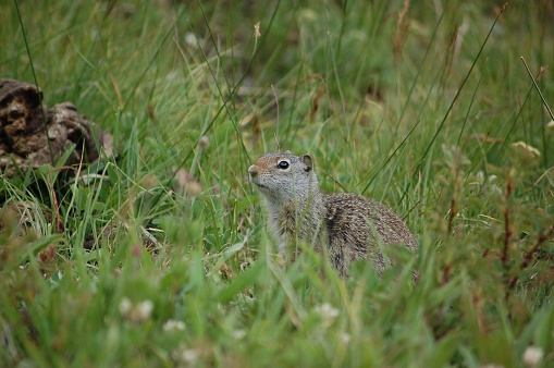 A Uinta ground squirrel (Urocitellus armatus) in a lush green meadow