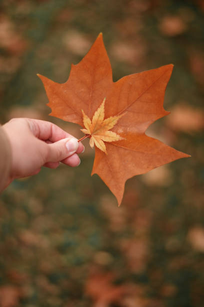istock Close up of hand holding maple leaf between fingers 1587296948