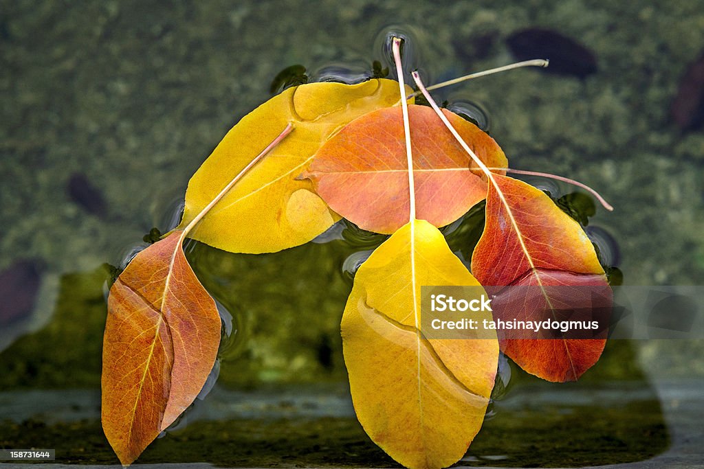 Лист в воде - Стоковые фото Абстрактный роялти-фри