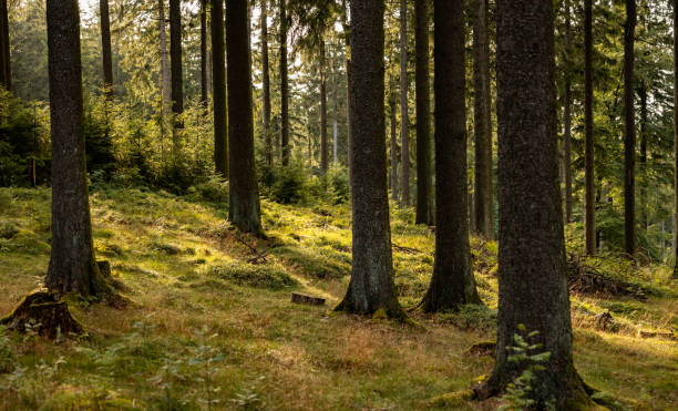 istock Coniferous forest, bushes and fern. 1587317594