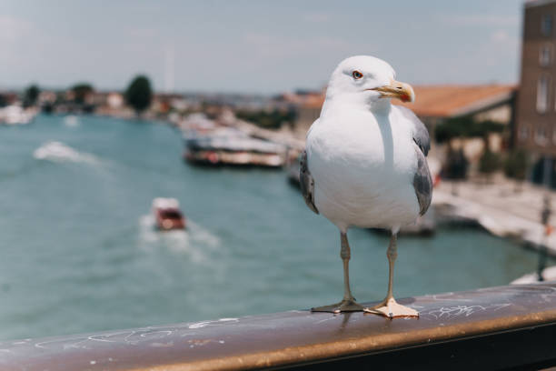 seagull on a bridge in venice overlooking the canal - market rialto bridge venice italy italy imagens e fotografias de stock