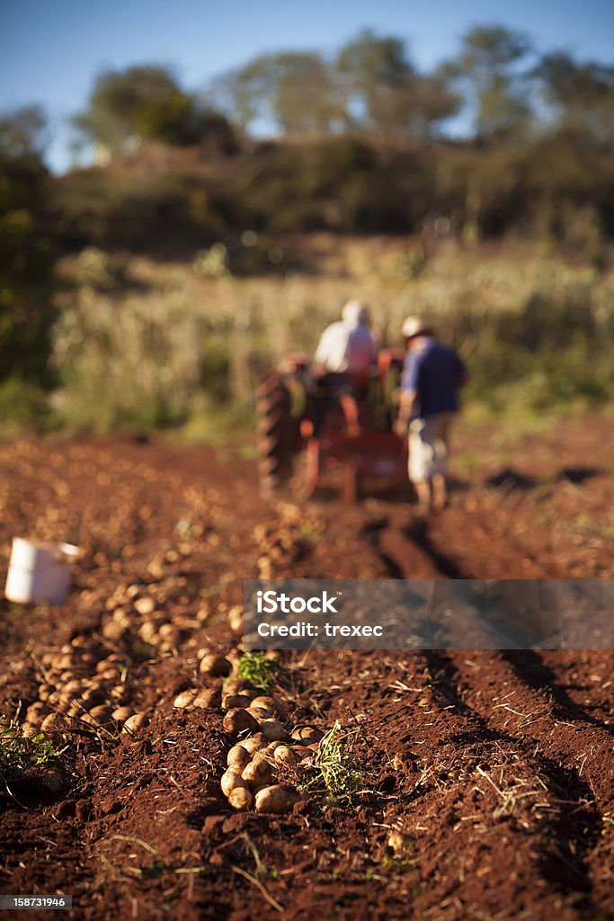 Campo de batata - Foto de stock de Agricultura royalty-free
