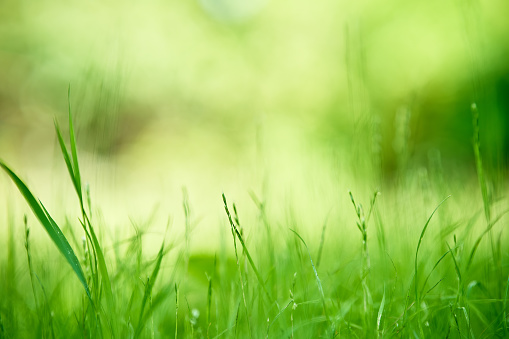 Green grass background texture with copy space. Nature concept