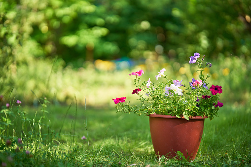 Pot with flowers sits on green grass in the garden with copy space. Nature background. Outdoors concept