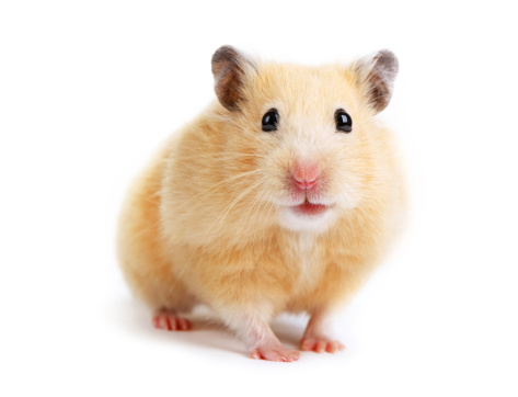 cute golden hamster images
