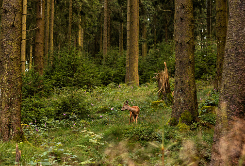 Deer in the forest between trees and bushes in the summer. The deer is grazing. Feldberg in Hessen, Germany.