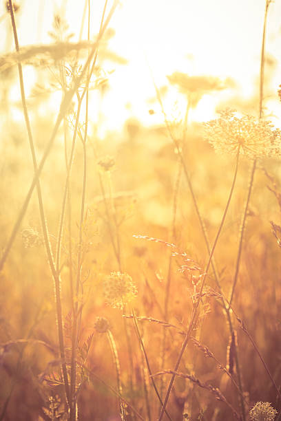 istock Queen Anne's Lace in meadow 158734070