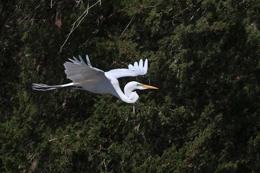 Great Egret flying past a wetland forest, showing its wingspan