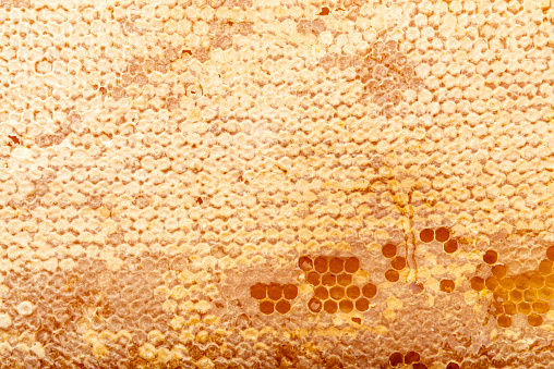 Natural hexagonal honeycomb from bee hive filled with organic thick honey.