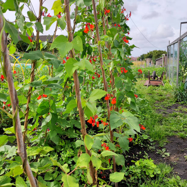 istock Runner beans growing in garden allotment 1587349234