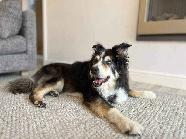 istock Border Collie on rug portrait 1587350299