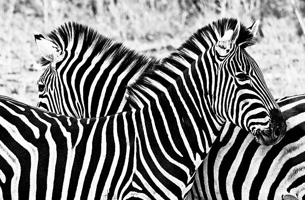 zebre nel parco nazionale di kruger - burchellii foto e immagini stock