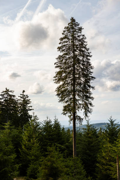 istock Coniferous trees, slightly overcast sky in the background. 1587360353