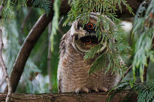 A brown eurasian eagle owl with bright, orange eyes, sitting on a tree branch. The owl is hiding behind the green small branches, looking at the camera with a funny face and position, with the head tilted to 90 degrees