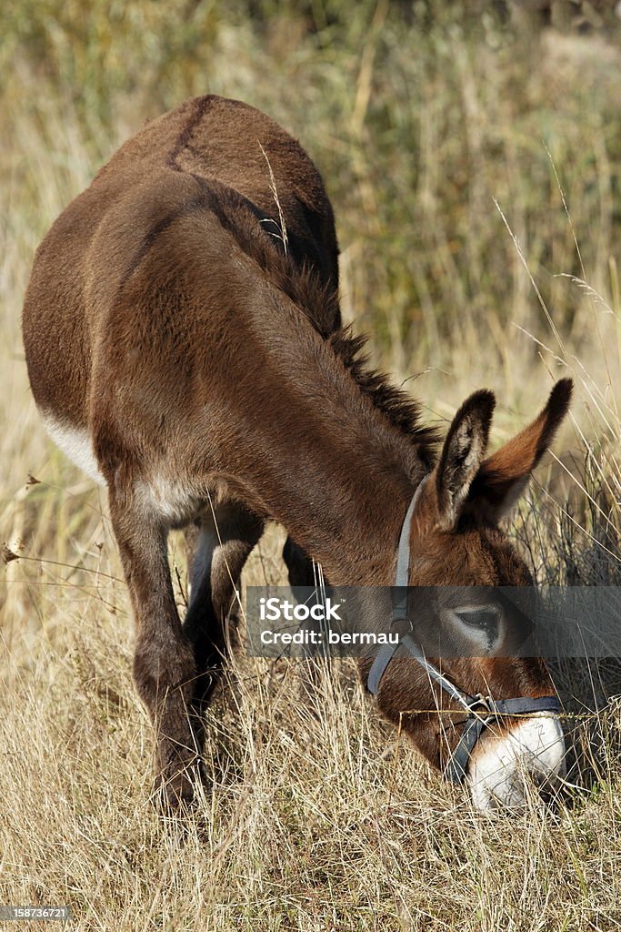 Donkey grazing Donkey grazing in a field in France Animal Stock Photo