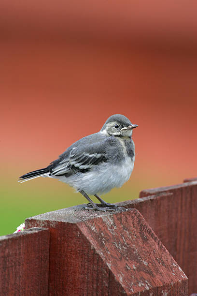 istock Juvenille Pied Wagtail (Motacilla alba) 158737037