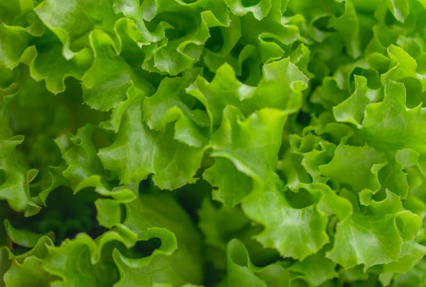 istock salad leaves top view, useful greens 1587372701