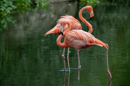 The Caribbean flamingo (Phoenicopterus ruber) is a species of bird from the flamingidae family. \nCaribbean flamingo in artificial habitat.\nFlamingos are a type of wading bird in the family Phoenicopteridae, the only bird family in the order Phoenicopteriformes. Four flamingo species are distributed throughout the Americas, including the Caribbean, and two species are native to Africa, Asia, and Europe.