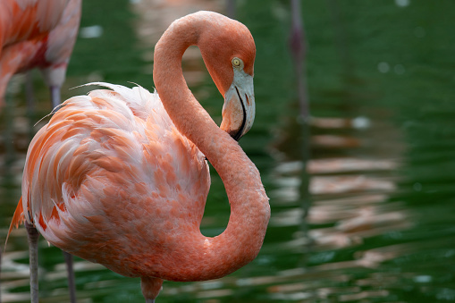 flamingo in pond