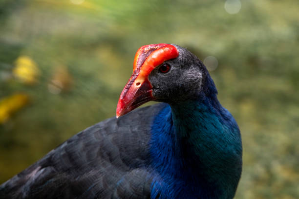 istock Porphyrio porphyrio 1587378693