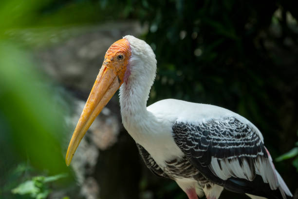 Painted Stork - Mycteria leucocephala
