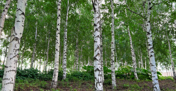 istock Background of white birch tree trunks. Panoramic frame. Young birch with black and white birch bark in summer in birch grove against background of other birches. 1587382939
