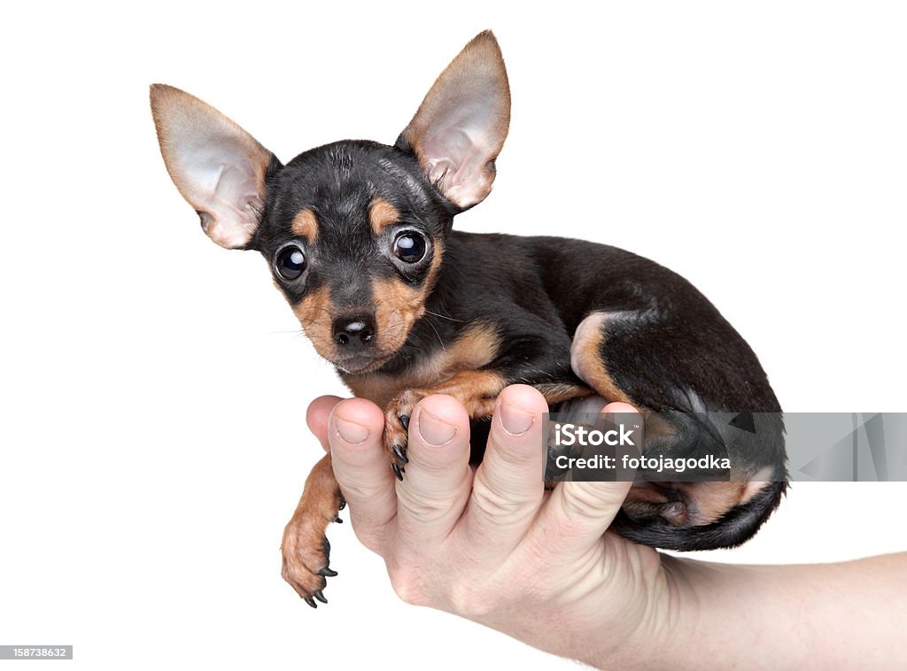 Terrier de juguete en un hombre de la mano - Foto de stock de Animal libre de derechos