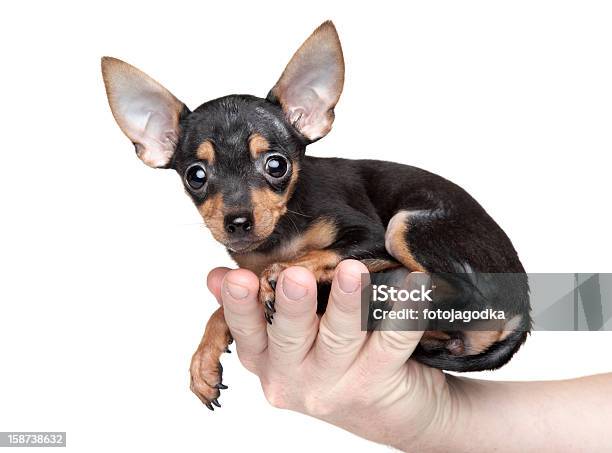 Terrier De Juguete En Un Hombre De La Mano Foto de stock y más banco de imágenes de Animal - Animal, Animal joven, Brazo humano