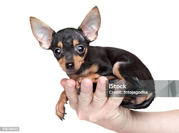 토이테리어 있는 남성 손 갈색에 대한 스톡 사진 및 기타 이미지 - 갈색, 강아지-개, 강아지-어린 동물
