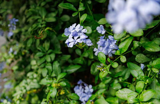 Blue Wild Flower