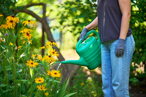 Woman gardening. Female watering flowers in her backyard on summer day.  Floriculture. Flower care