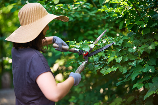 Female gardener trimming plants using hedge shears professional scissors. Garden maintenance job.