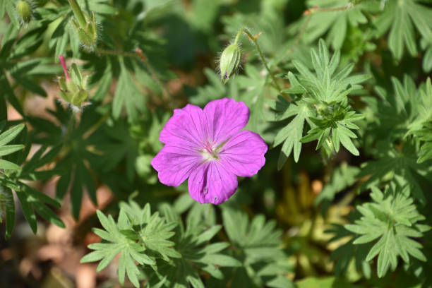 istock Beautiful Close Up of a Pink Cranesbill Geranium 1587391508