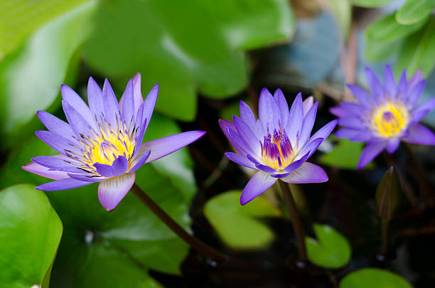 Group of  Lotus Flowers (Egyptian Blue Lotus) stock photo