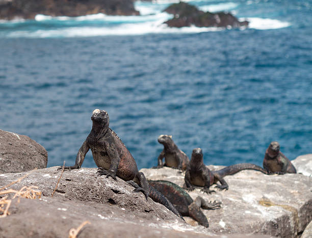 istock Galapagos marine iguana on volcanic rocks 158739211