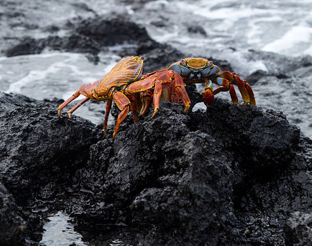 istock Red Rock crab or Sally Lightfoot 158739251