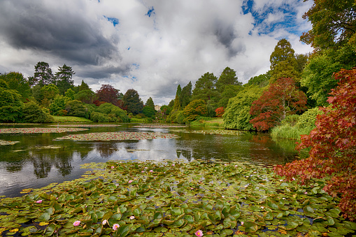 Lily pads, flowers and ducks on the lake at Sheffield Park and Gardens, Haywards Heath, East Sussex, England, UK