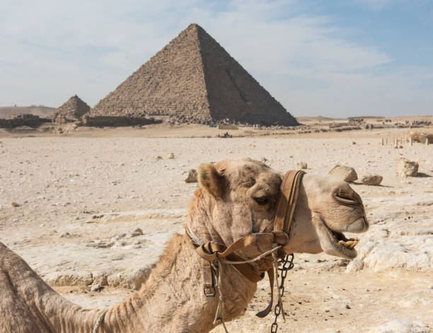 Camel in front of great pyramid of giza in Cairo Closeup of dromedary camel Camelus dromedarius head in front of great pyramid of giza landmark in Egypt Cairo pyramid giza pyramids close up egypt stock pictures, royalty-free photos & images