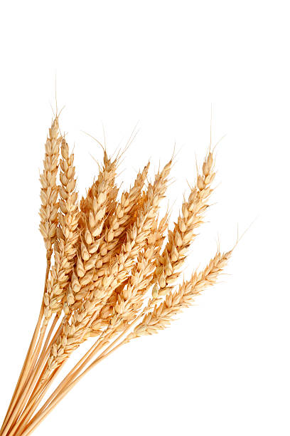 istock Stalks of wheat ears 158739926