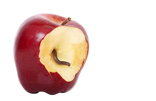 worm is coming out of bitten apple
