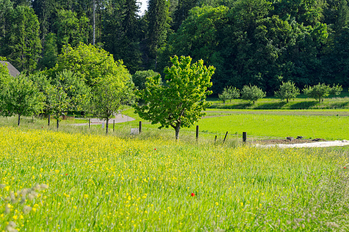 Scenic view of farmland with yellow agriculture field and fruit trees at City of Zürich district Schwamendingen on a sunny late afternoon spring day. Photo taken May 31st, 2023, Zurich, Switzerland.