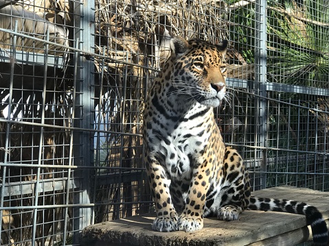 Jaguar en zoológico