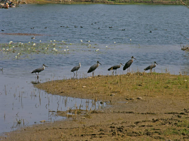 istock Woolly nacked storks, Ciconia episcopus 1587414191