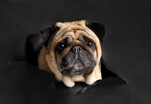 Cute funny friendly purebred dog pug stuck his head through a hole in a black paper background. Portrait of an adorable pug on a black background.