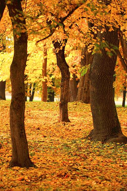 istock branch of an autumn tree in a forest 158742593