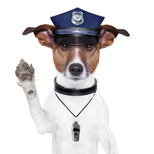 Photo of Police dog with hat and whistle raising its paw