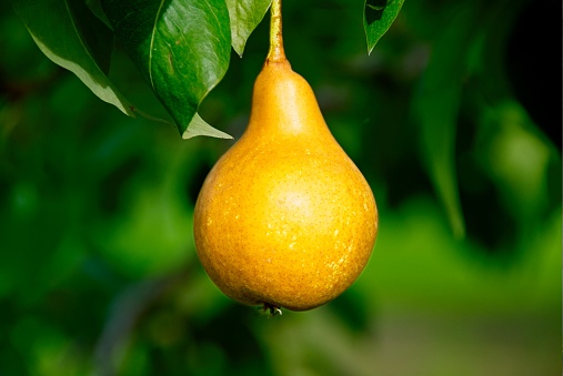 Pear on a Tree at a Farm