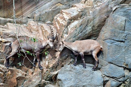 Two mountain goats playing and fighting at the zoo.